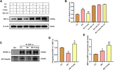 Canagliflozin alleviates high glucose-induced peritoneal fibrosis via HIF-1α inhibition